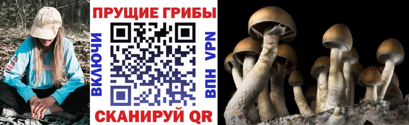 Псилоцибиновые грибы Psilocybe  shop официальный сайт  Назрань 